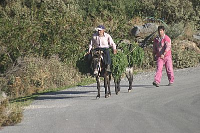 Donkey work near Vistagi, Crete