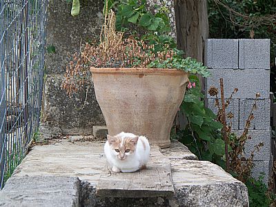 Lazy Afternoon, Monastiraki, Amari, Rethymnon, Crete
