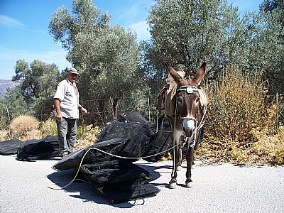 Traditional Transport, Rethymnon, Crete