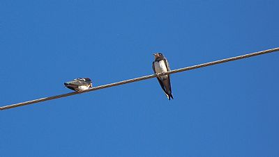 Swallows, Platanes, Rethymno, Crete