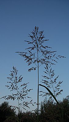 Wild Grasses