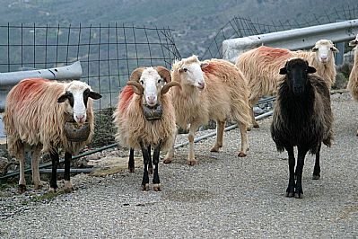 Flock of sheep, Chania