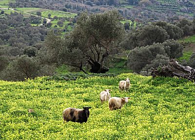 Sheep, olives and wildflowers, Crete