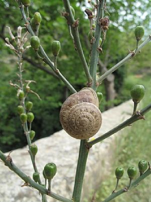 Snail