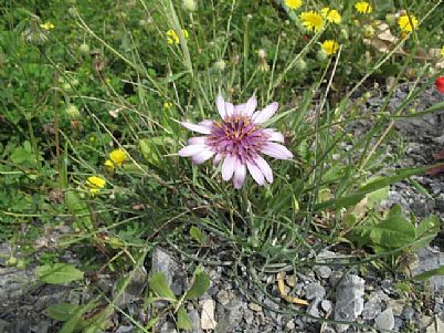 Wildflowers, Rethymnon, Crete