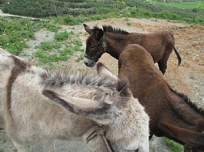 Donkeys near Shinaria Beach, near Plakias, Rethymnon, Crete