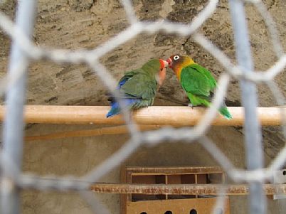 Birds in Preveli Monastery, Rethymnon, Crete