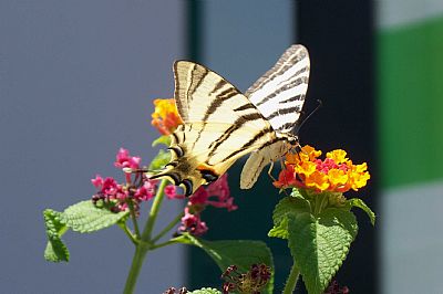 Swallowtail Butterfly