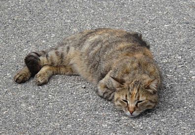 Sleeping Cat at Preveli Monastery, Rethymnon, Crete