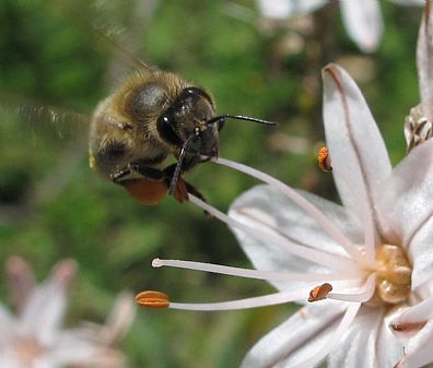 Bee at work, Crete