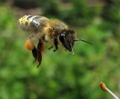 Worker bee close-up, Crete 2009