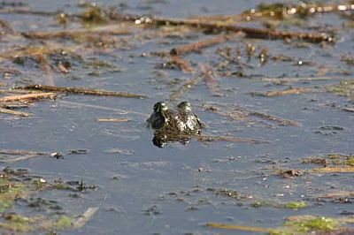 Frog, Agia Lake, Chania, Crete