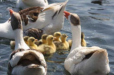 Geese and Goslings, Agia Lake, Chania, Crete