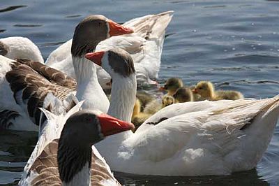 Geese, Agia Lake, Chania, Crete