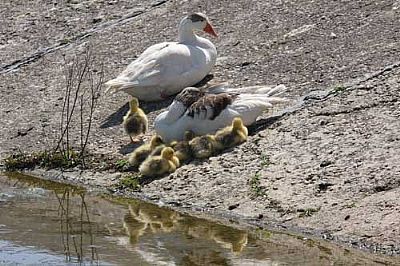 Geese and Goslings, Agia Lake, Chania, Crete