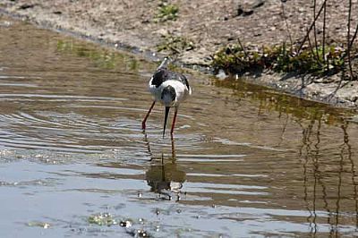 Black-winged Stilt, Agia Lake, Chania, Crete