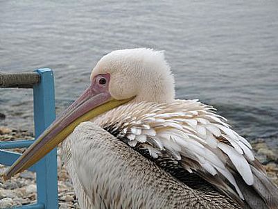 Visiting Pelican at harbour near Chania, Crete