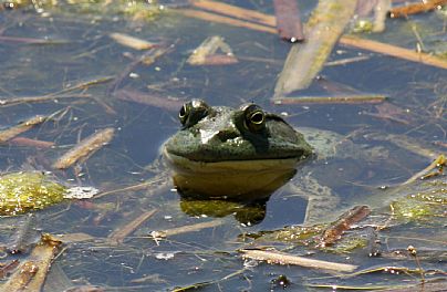 American Toad, Agia Lake, Chania, Crete