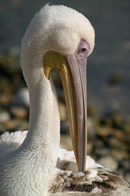 White Pelican (Pelecanus onocrotalus)