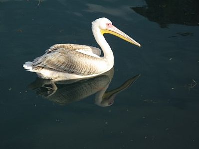 White Pelican (Pelecanus onocrotalus)