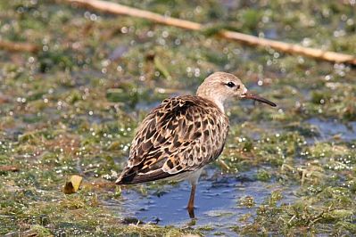 Wader, Agia Lake, Chania