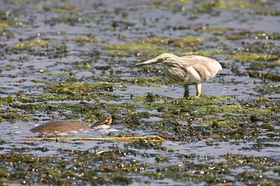 Squacco Heron and Turtle, Agia Lake, Chania