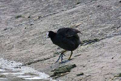Coot (Fulica atra), Agia Lake, Chania