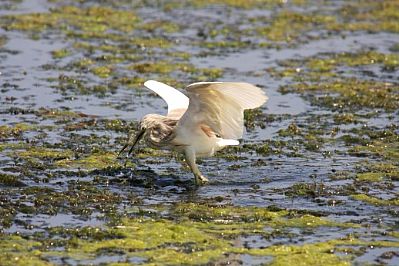 Squacco Heron (Ardeola ralloides), Agia Lake, Chania
