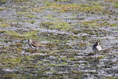 Waders, Agia Lake, Chania