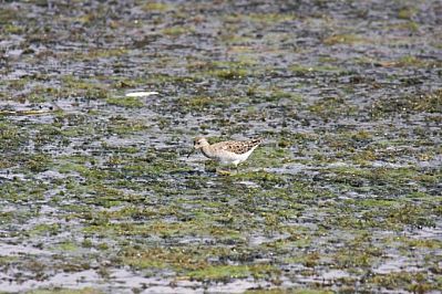 Wader, Agia Lake, Chania