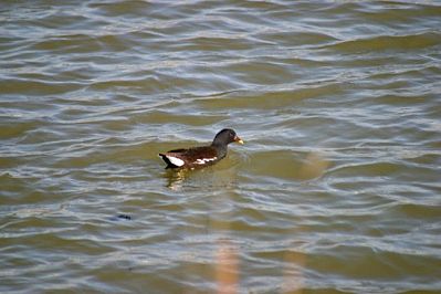 Moorhen (Gallinula chloropus), Agia Lake, Chania