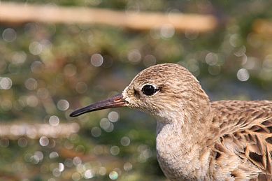 Wood Sandpiper (Tringa glareola), Agia Lake, Chania