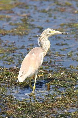 Squacco Heron (Ardeola ralloides), Agia Lake, Chania