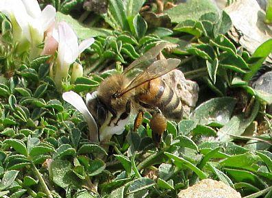 Collecting nectar on Crete - Spring 2010