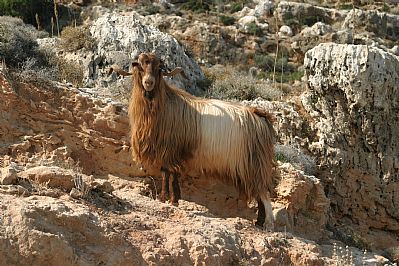 Cretan Sheep