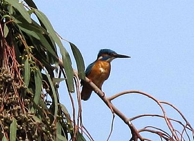 Kingfisher at Georgioupolis, Crete