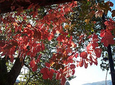 Autumn Leaves at Elos, Chania, Crete